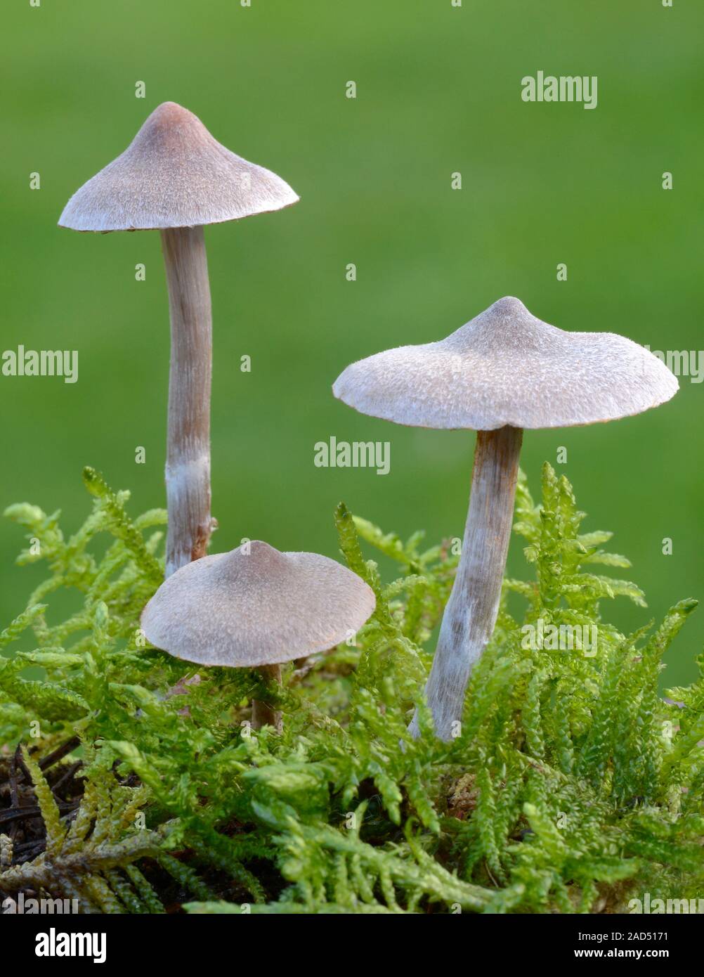 A group of Pelargonium webcap fungi (Cortinarius flexipes) growing ...