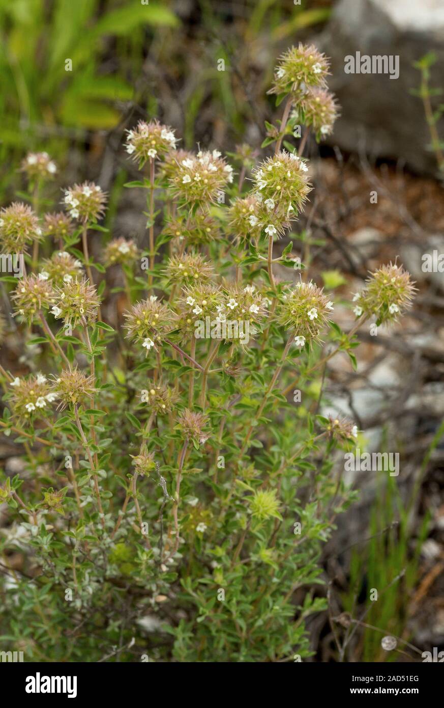 Spanish thyme (Thymus baeticus) in flower. Photographed in southwest
