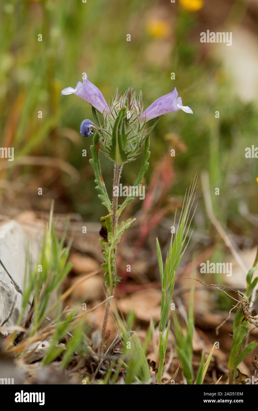 Cleonia Lusitanica In Flower Photographed In South west Spain Stock cleonia-lusitanica-in-flower-photographed-in-south-west-spain-stock