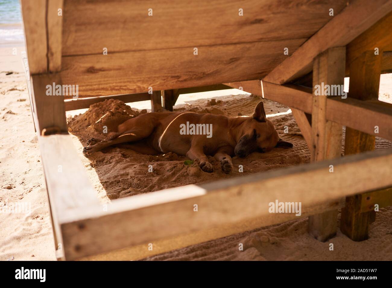 A stray dog taking rest from the hot sun in Sri Lanka Stock Photo