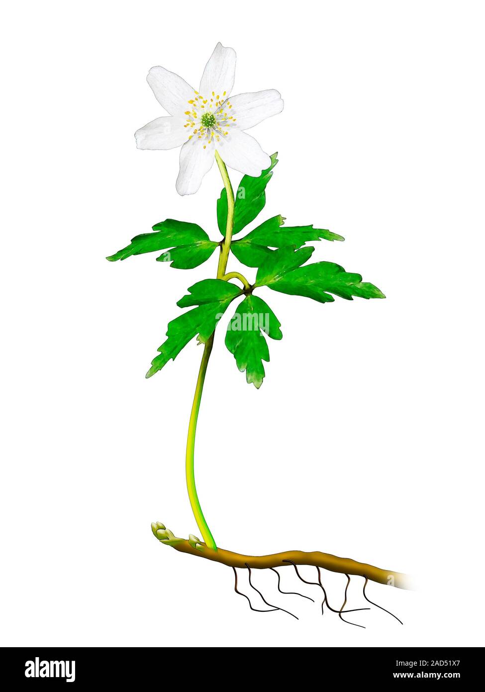 Anemone nemorosa. Illustration of a flower of the wood anemone (Anemone
