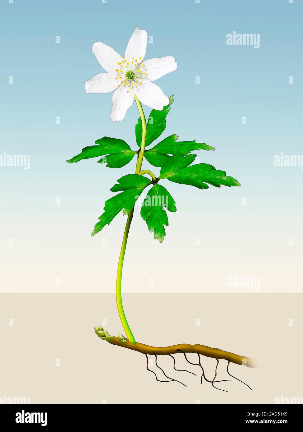 Anemone nemorosa. Illustration of a flower of the wood anemone (Anemone ...