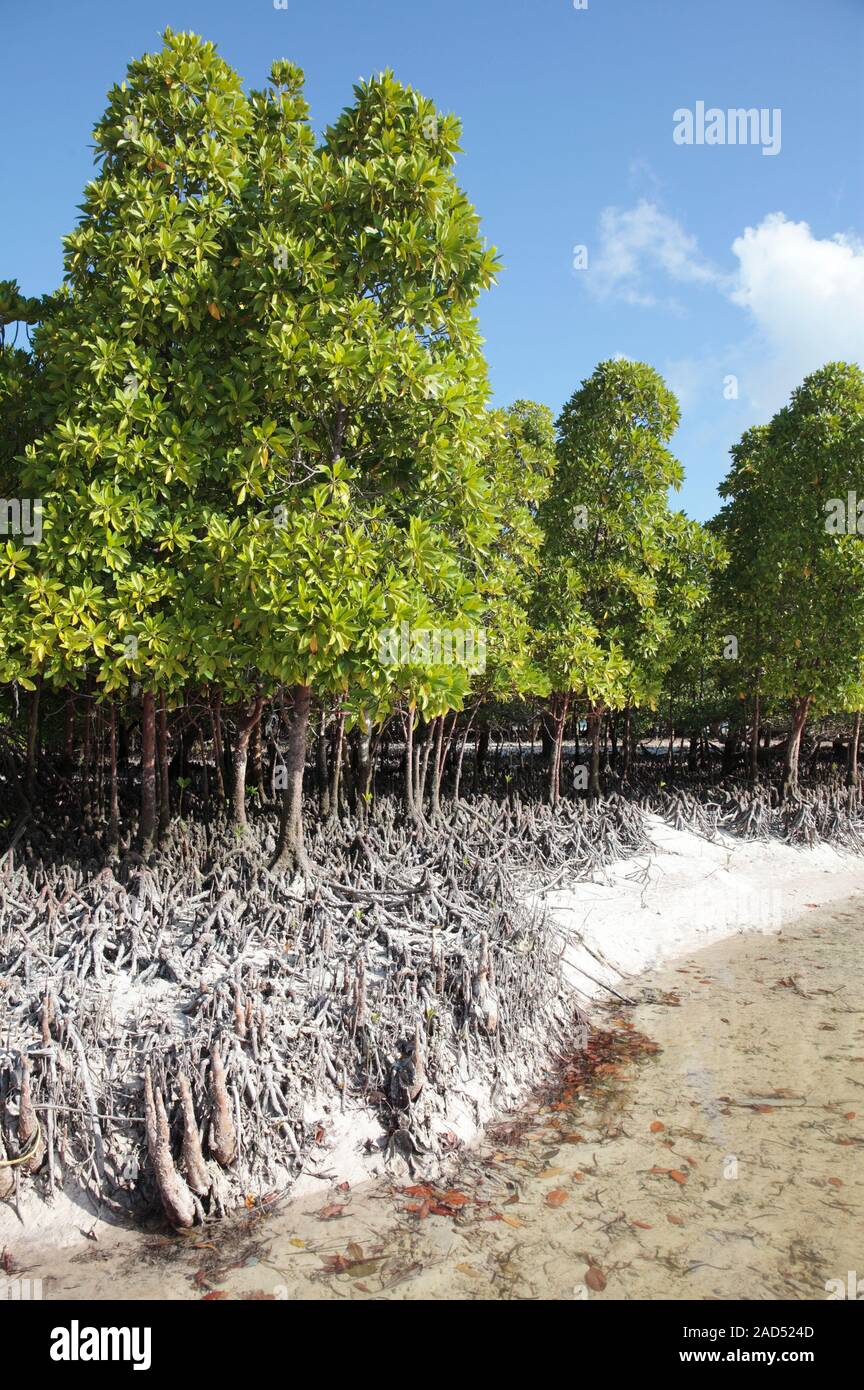 Mangroves at low tide. Coastal mangrove trees at low tide, showing