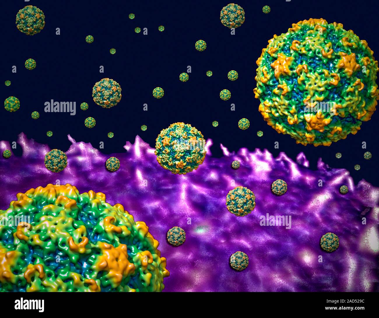 Human rhinovirus particles attacking the surface of a cell (purple) of ...