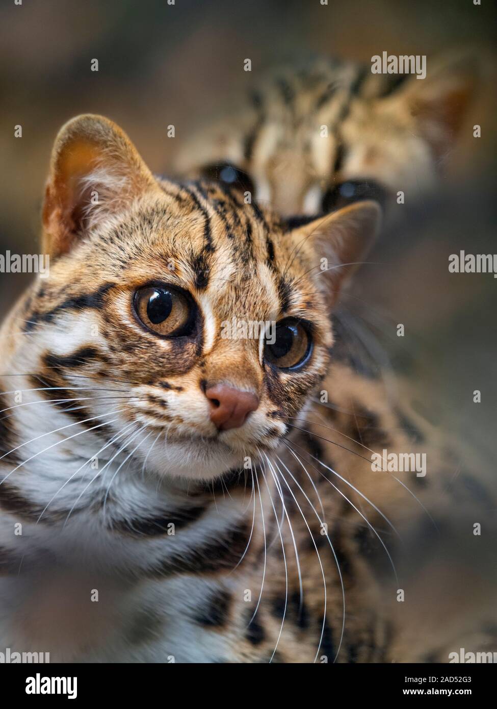 Asian leopard cat Prionailurus bengalensis Stock Photo