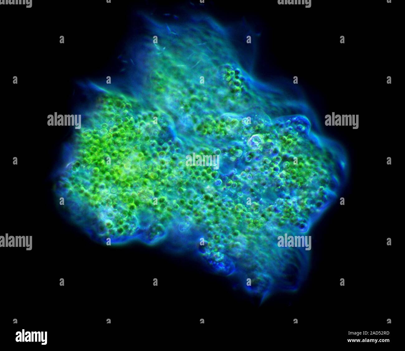 My Image 24