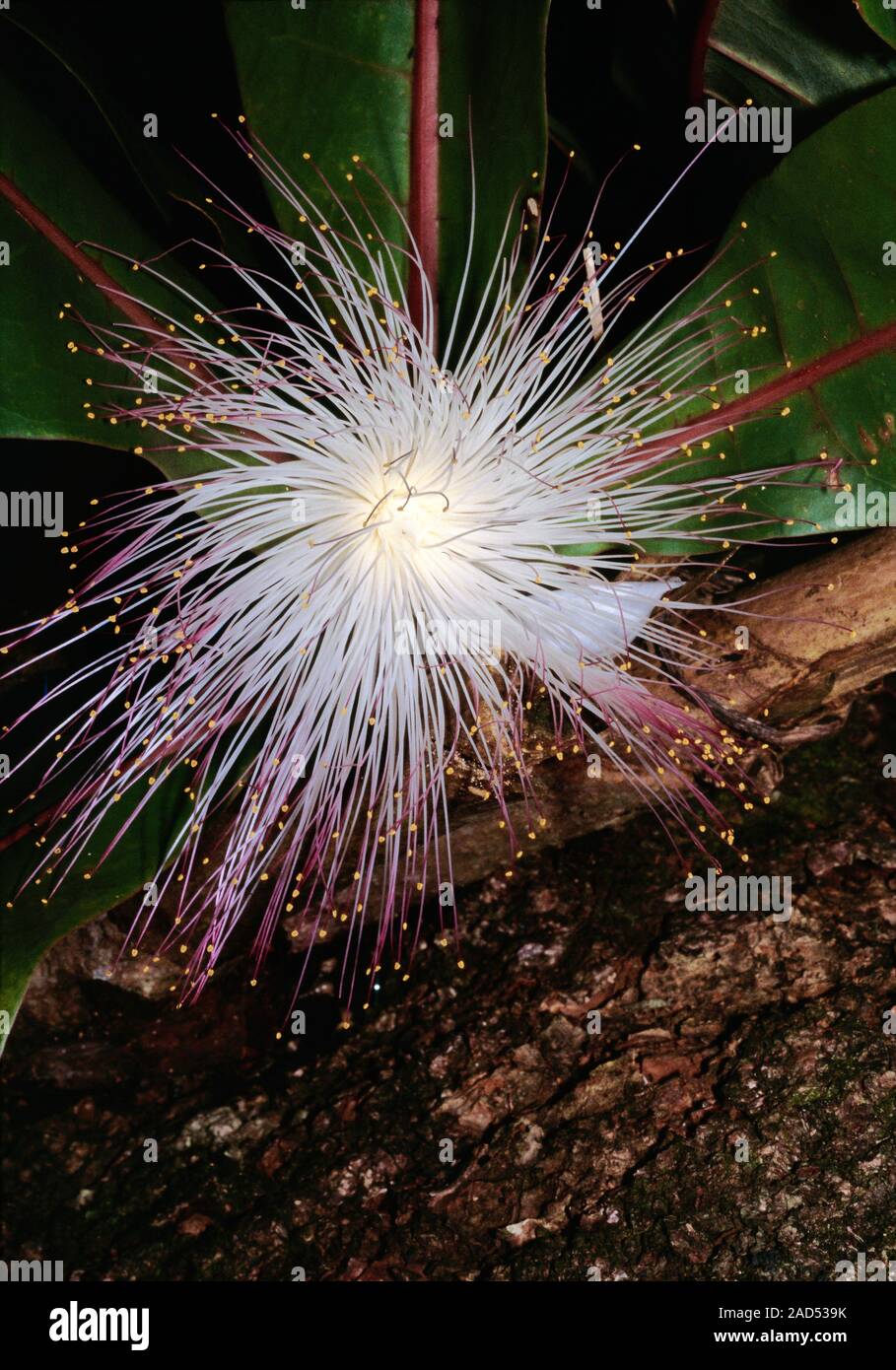 Flower of the sea poison tree (Barringtonia asiatica), also known as ...