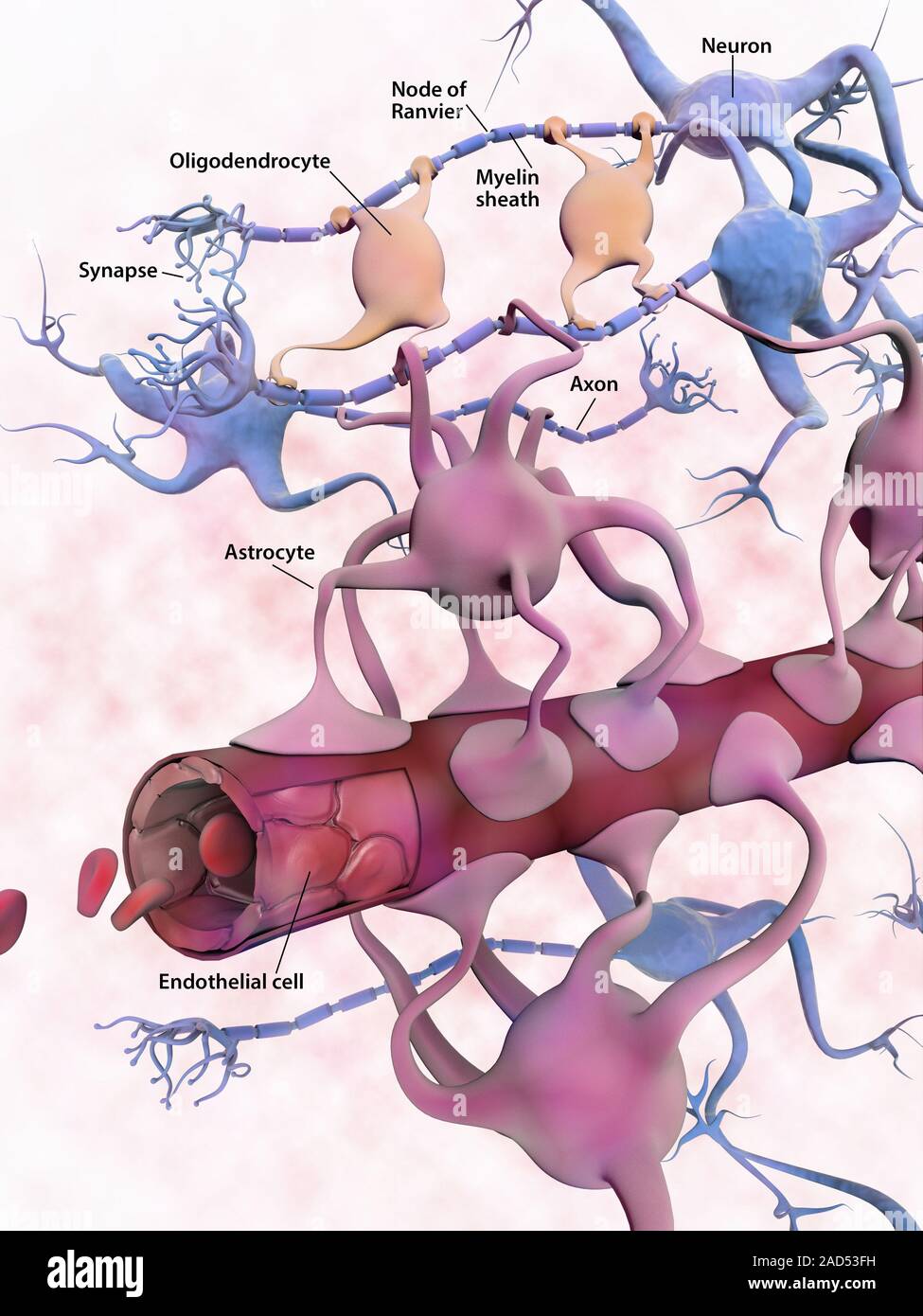 Bloodbrain barrier. Illustration of the haematoencephalic barrier