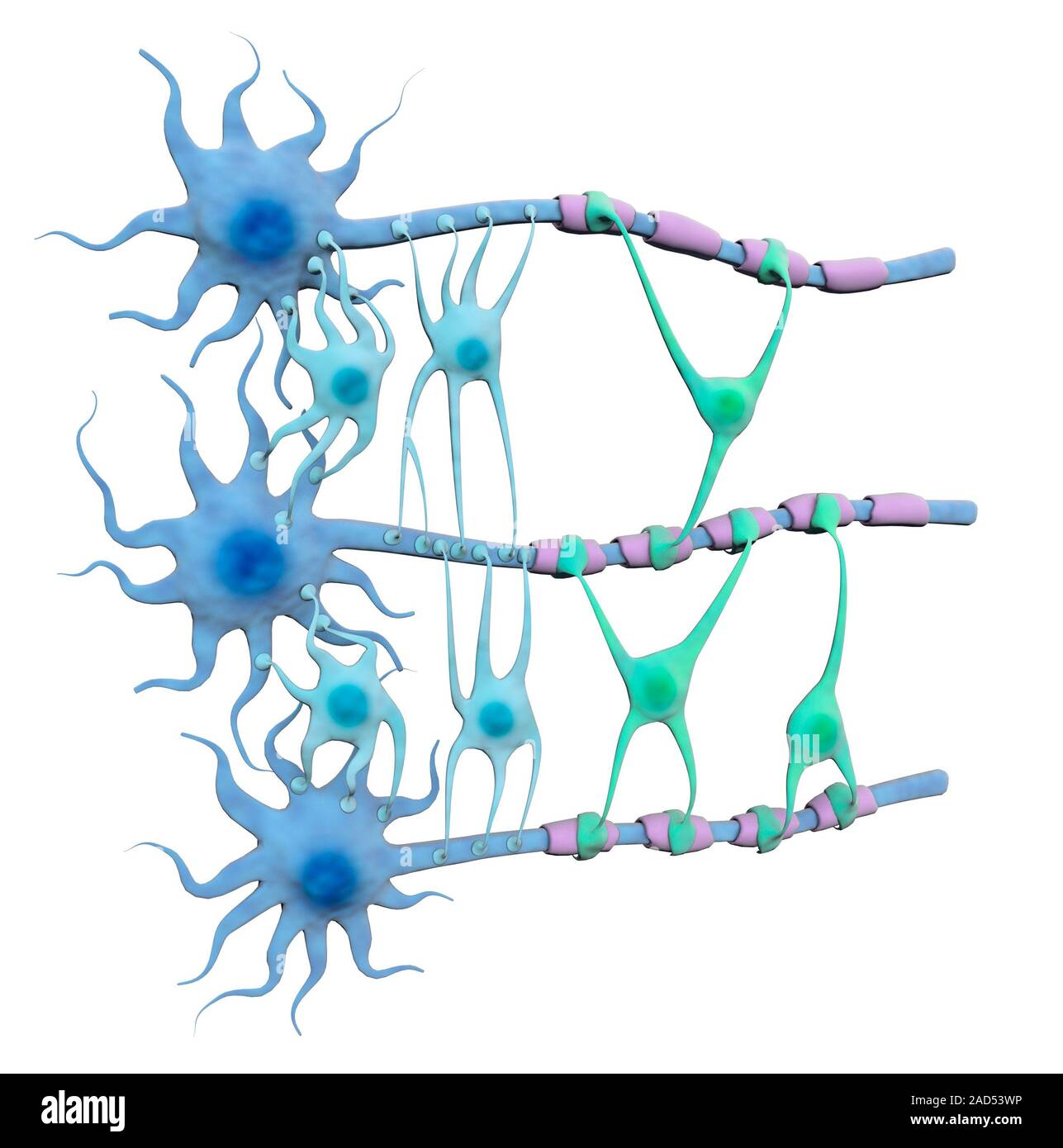 нейрон микрофотография. клетки беца гистология. стволовые клетки гиппокампа. нейрон микрофотография. пигмент нейрона.