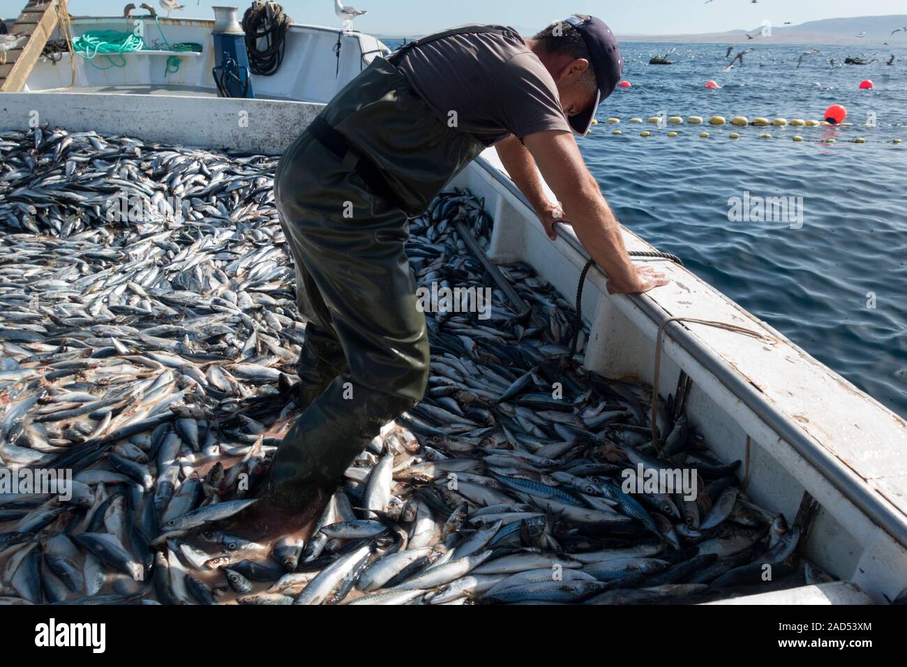 Tuna farming. Man on a boat carrying defrosted mackerel (family and sardines (family