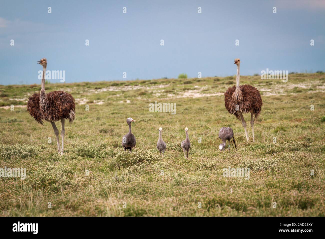 Family of Blue cranes with two Ostriches. Stock Photo