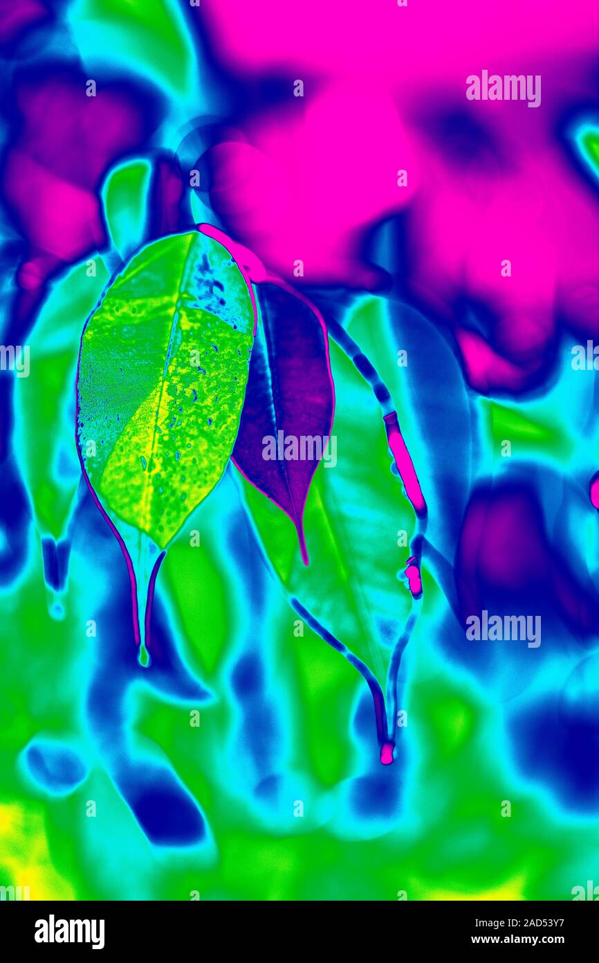 Abstract Coloring Of Leaves In Bright Acid Colors Background Images, Photos, Reviews