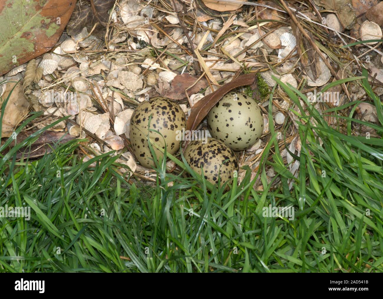 Pied Avocet Recurvirostra Avosetta Nest With Three Eggs The Pied pied-avocet-recurvirostra-avosetta-nest-with-three-eggs-the-pied