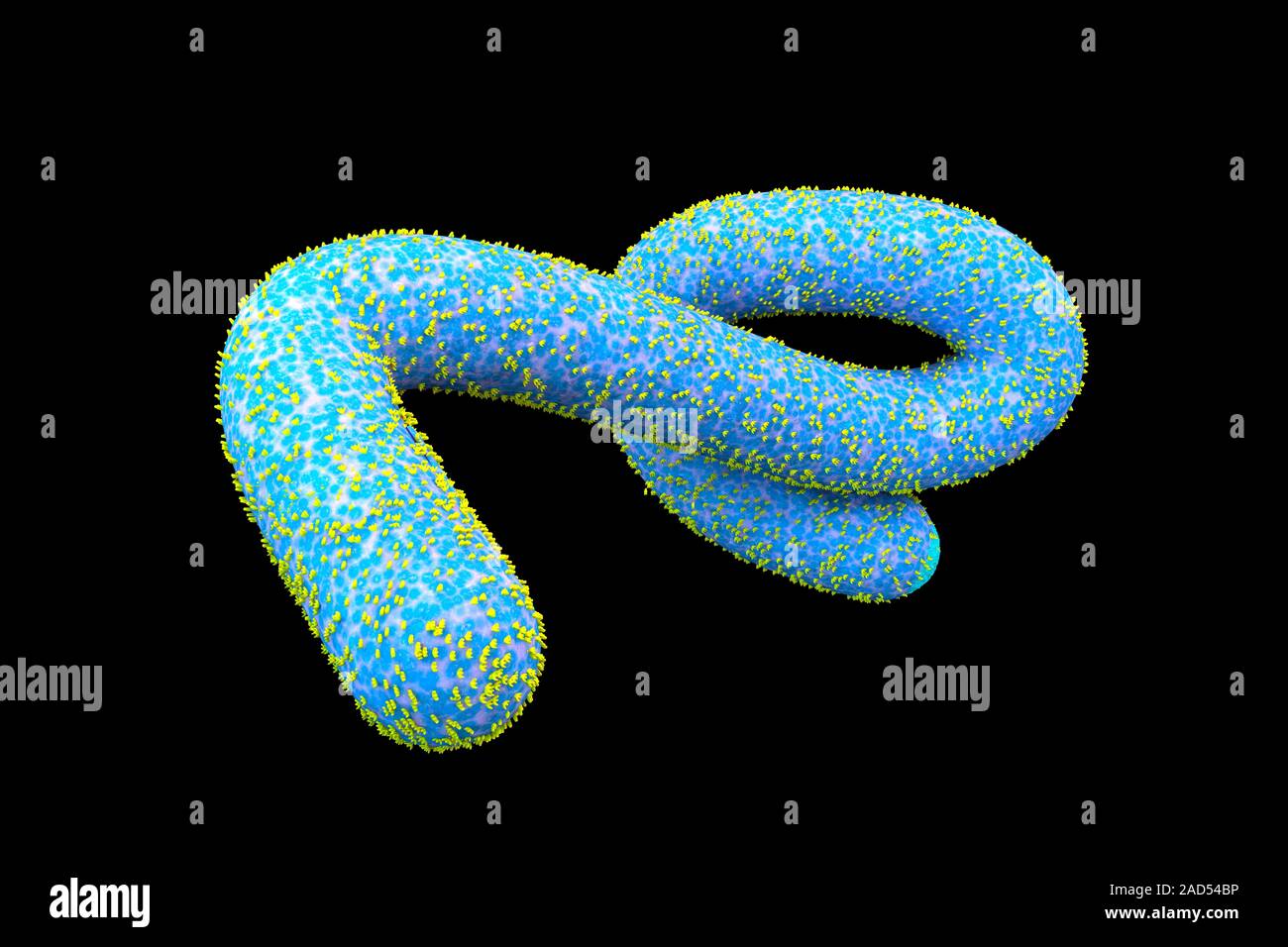 Computer illustration of an ebola virus particle. Seen on the viral ...