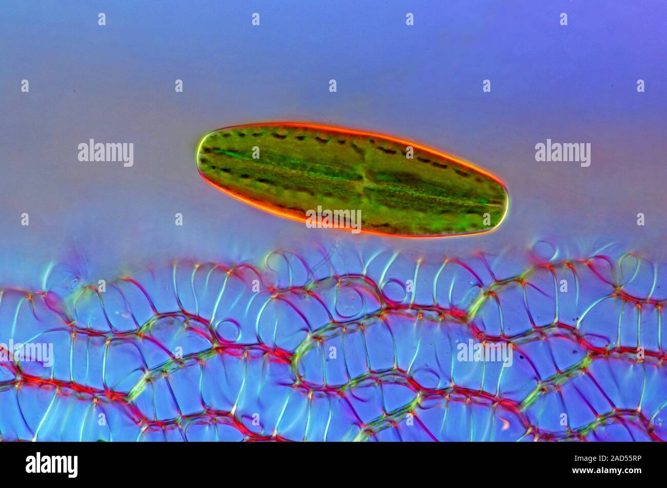 Netrium Sp Desmid and sphagnum moss. Polarised light micrograph of a single ...