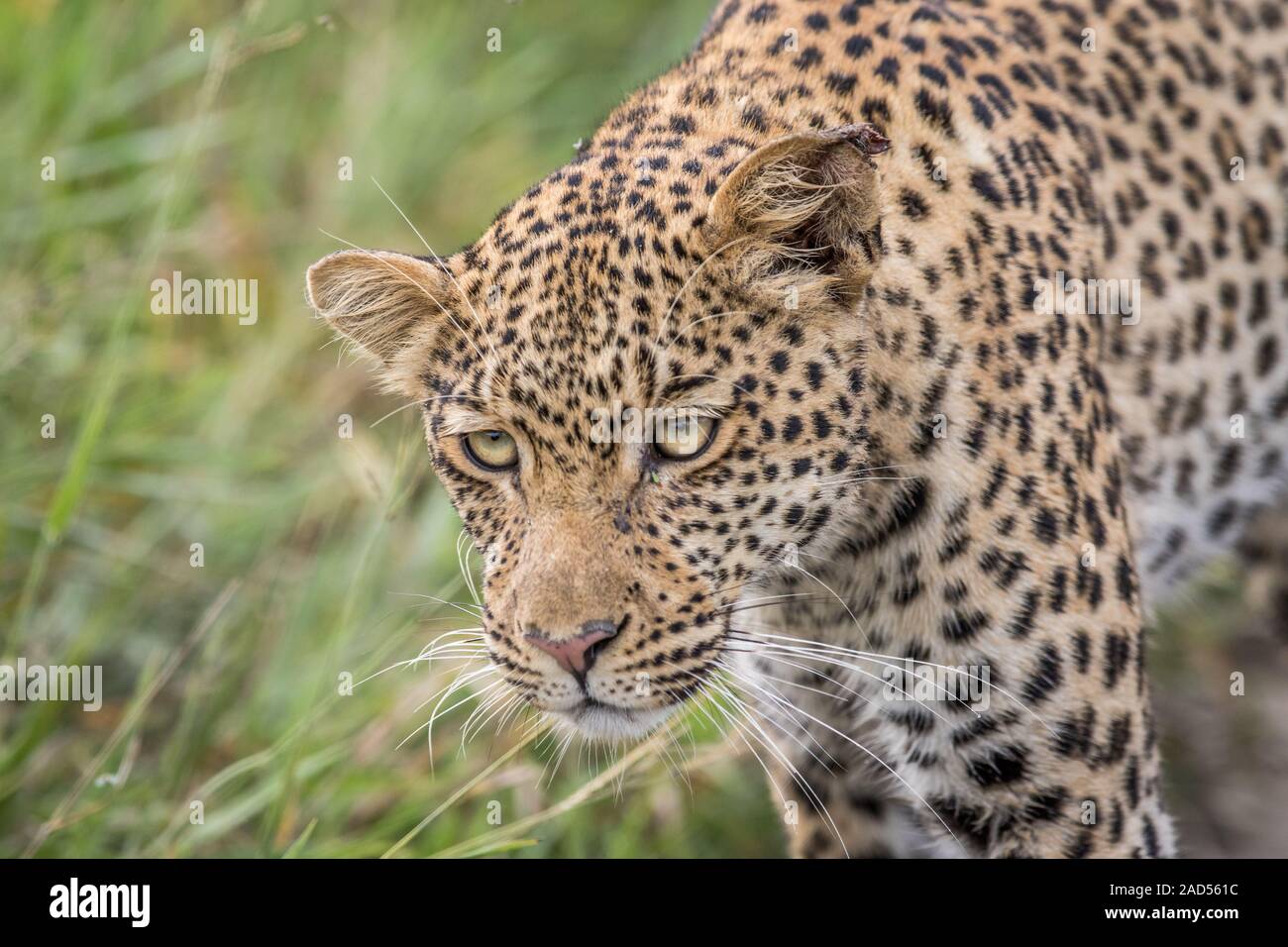 Leopard spots close up hi-res stock photography and images - Alamy