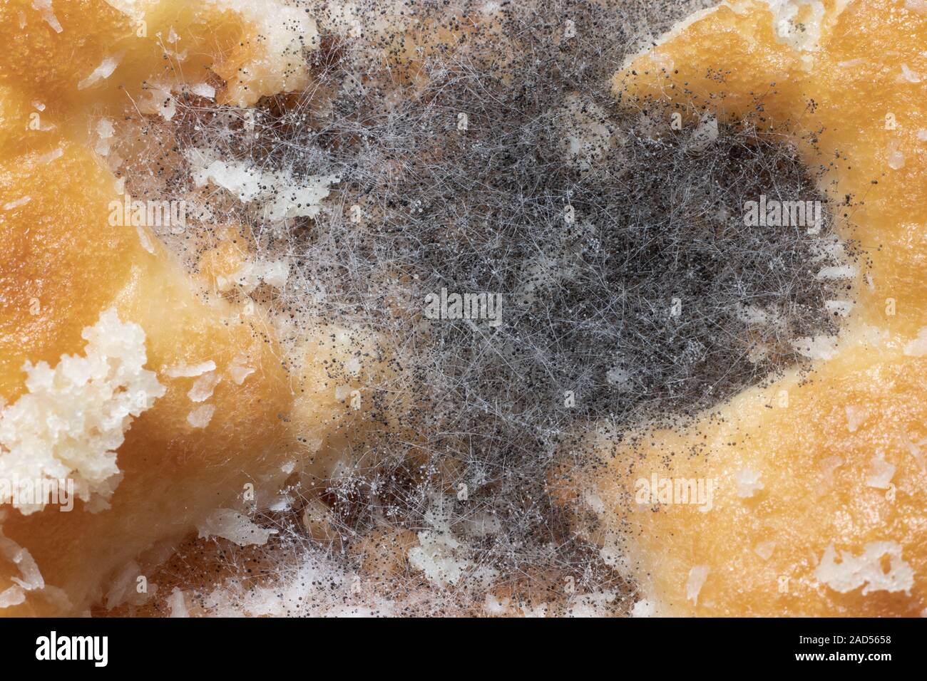 Macro close-up of Bread Mold (Rhizopus) developed over a piece of sugary biscuit. Stock Photo