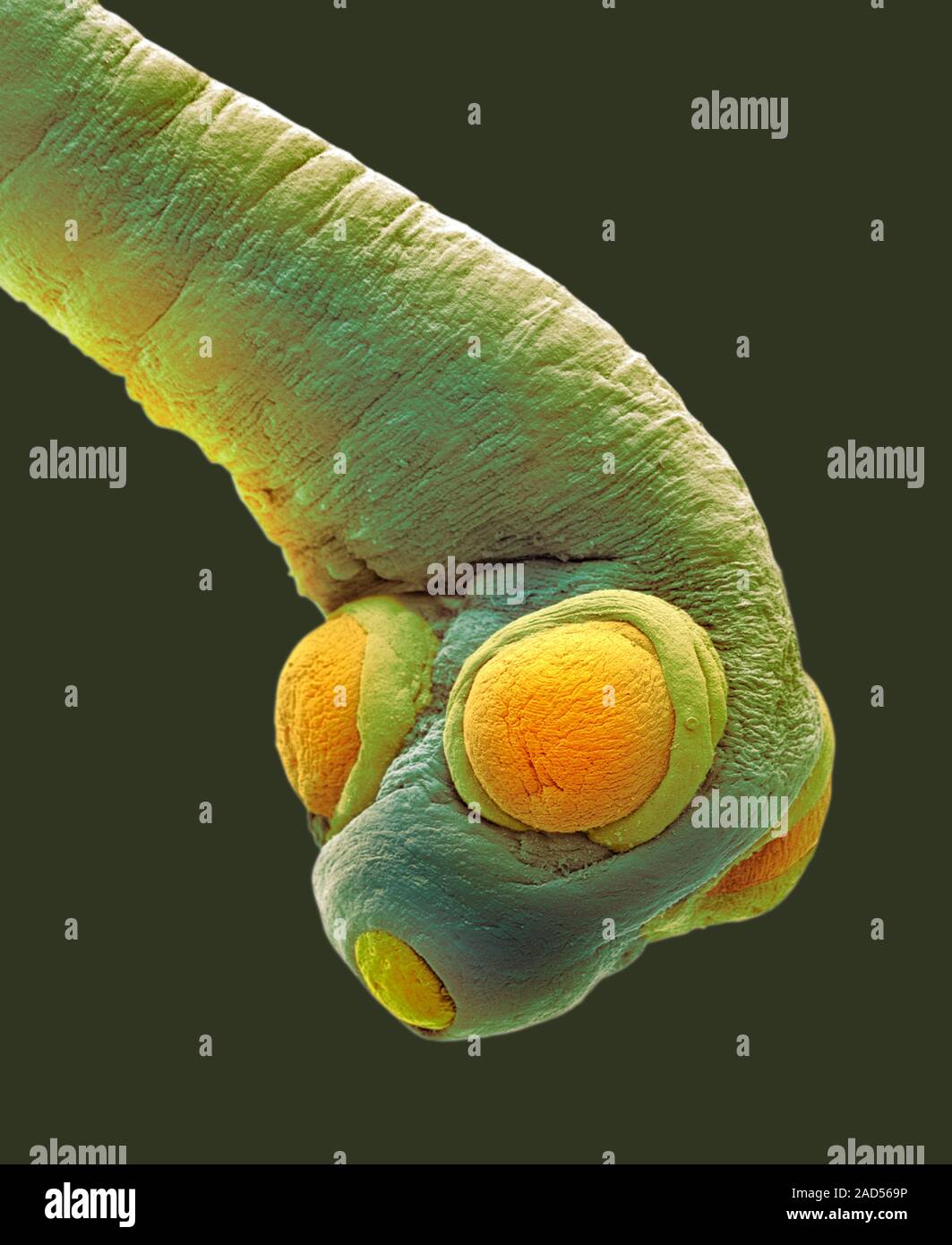 Dog tapeworm. Coloured scanning electron micrograph (SEM) of a dog
