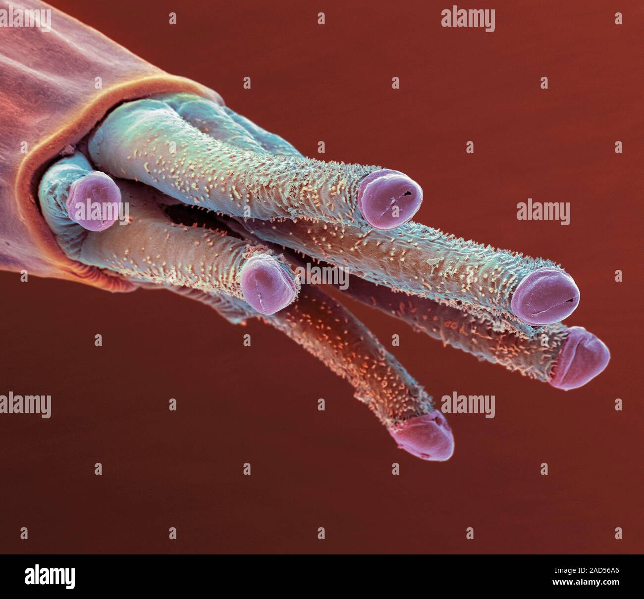 Breathing tube on a fruit fly's pupa, coloured scanning electron ...