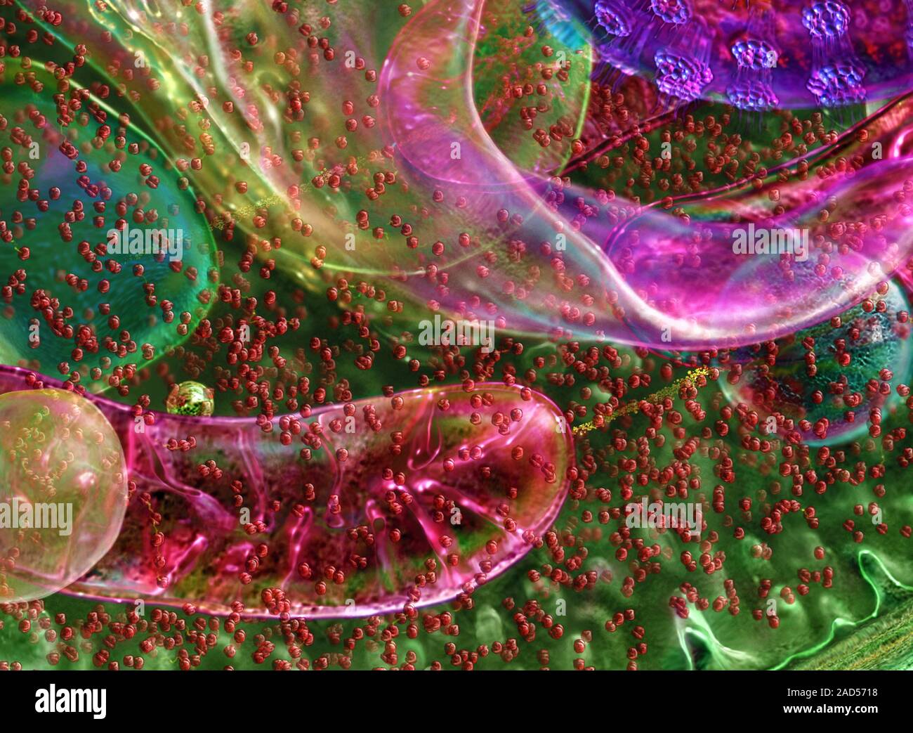 This image may not be used in educational posters Internal cellular ...