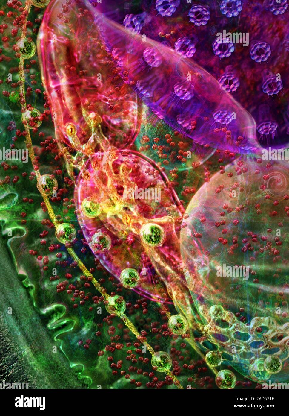 This image may not be used in educational posters Internal cellular ...
