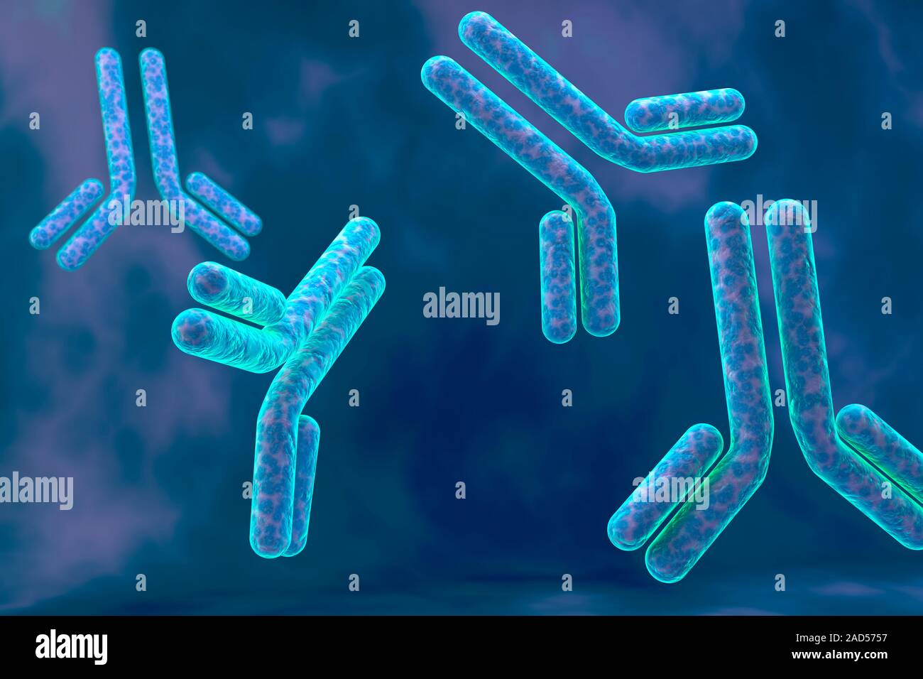 Antibodies. Illustration of immunoglobulin antibody molecules. These Y