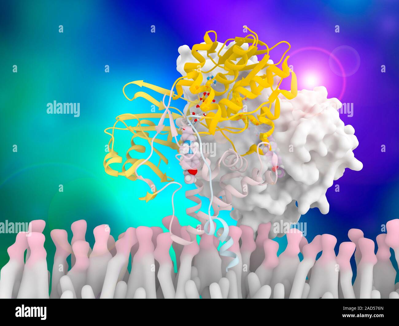 Monoamine Oxidase And Inhibitor Complex, Molecular Model. Computer ...