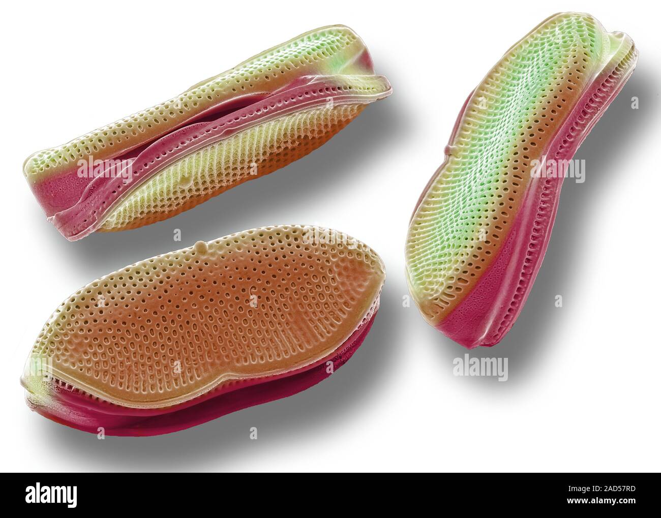 Diatoms. Coloured scanning electron micrograph (SEM) of diatoms ...
