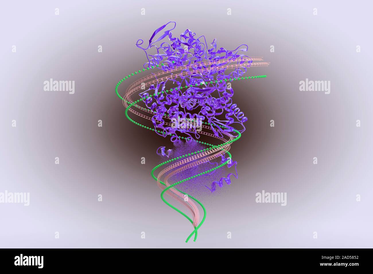 During the catabolism process proteins (violet) are broken down into
