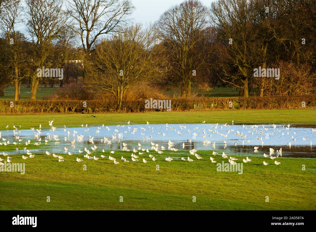 Common gulls (Larus canus) in flood waters in Carlisle, Cumbria on 8th December 2015, after torrential rain from storm Desmond. The storm set a new Br Stock Photo