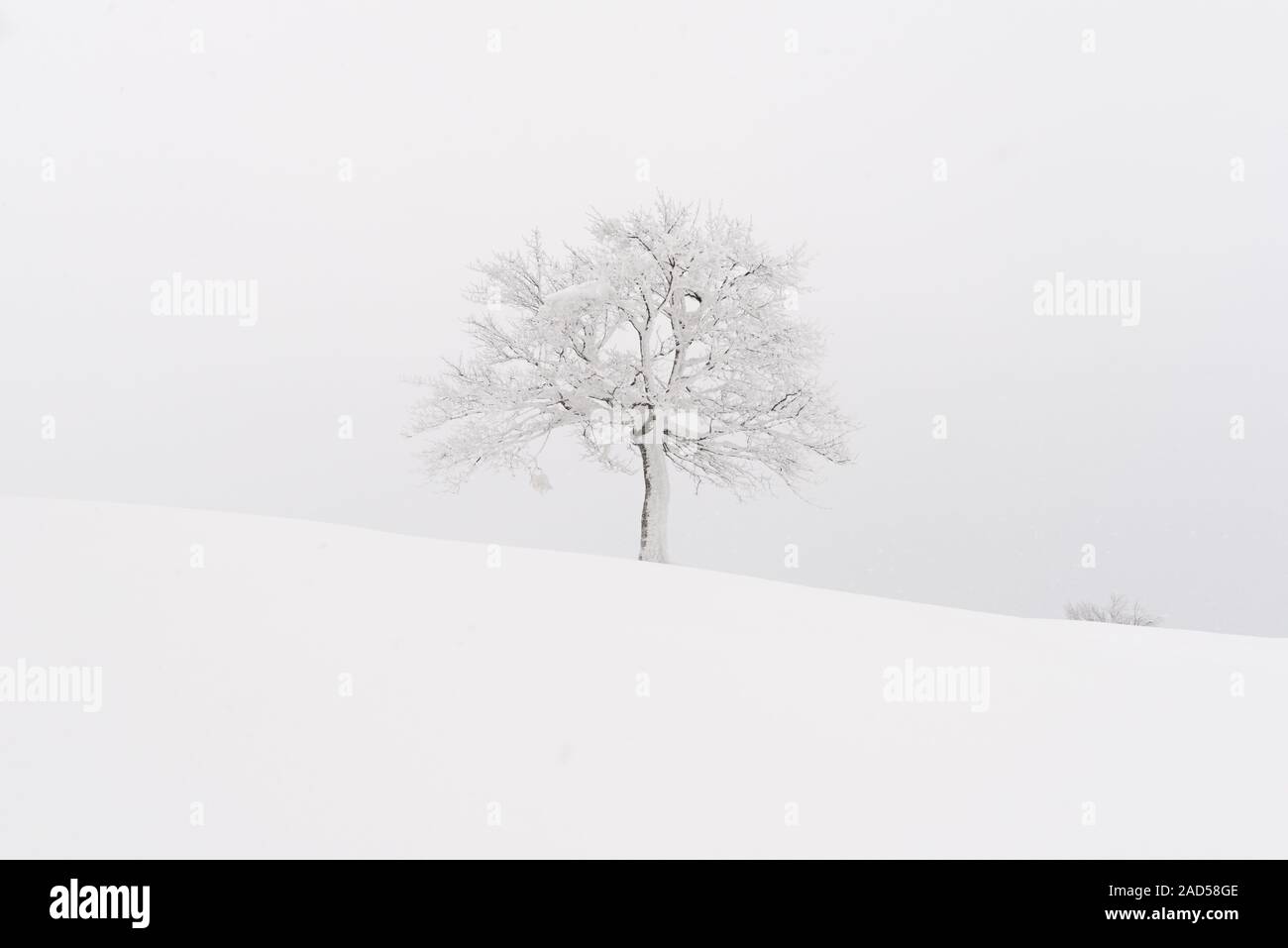 Amazing landscape with a lonely snowy tree in a winter field ...