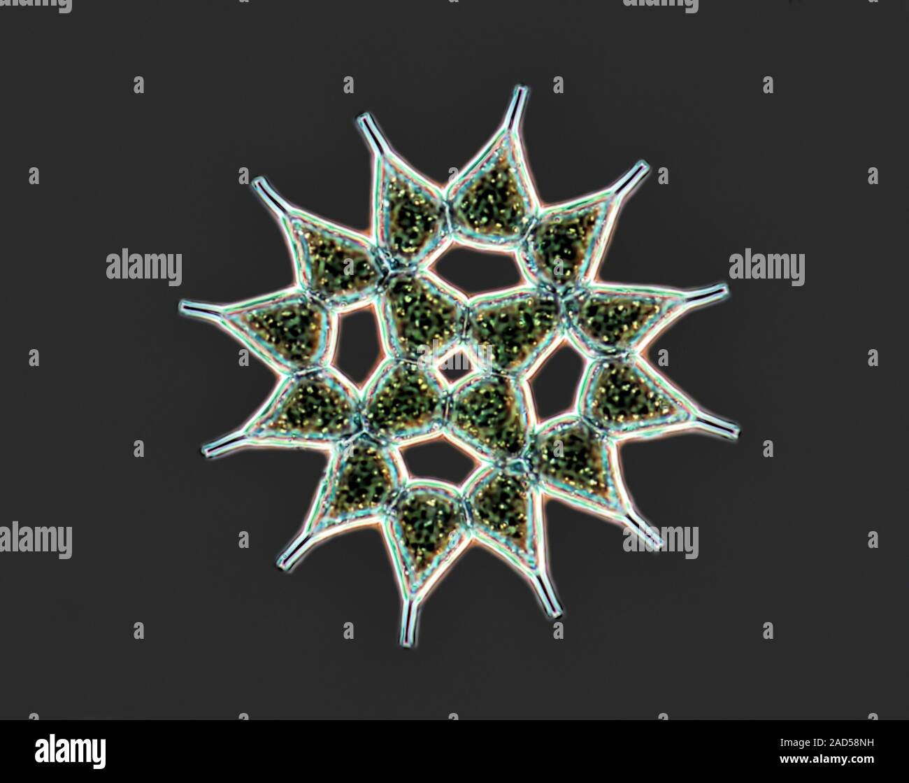 Pediastrum green algae. Phase contrast light micrograph of a colony of ...