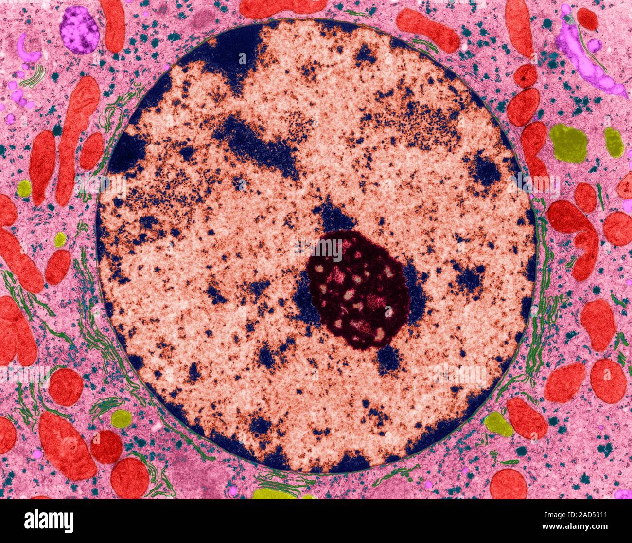 Клетки печени крыс. Ядрышко фото. Формы ядрышкового организатора микроскоп. Повреждения ядра Патан.