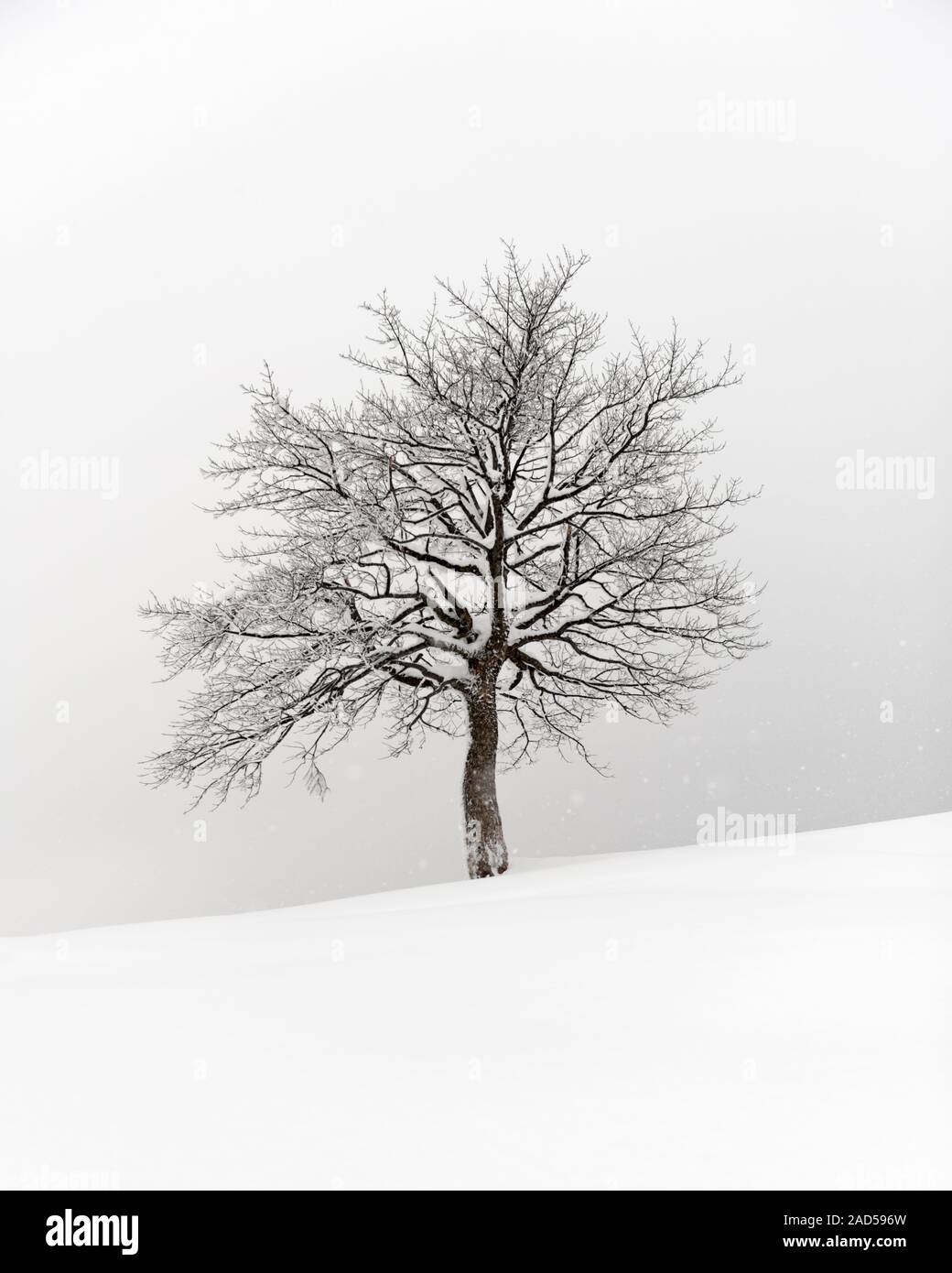 Amazing landscape with a lonely snowy tree in a winter field ...
