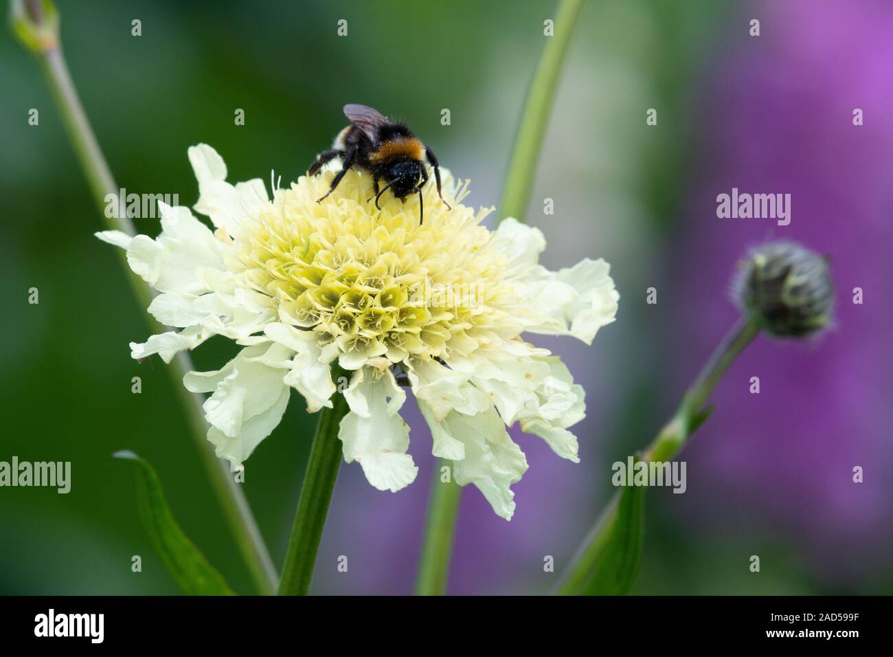 Cream Pincushion Flower High Resolution Stock Photography and Images