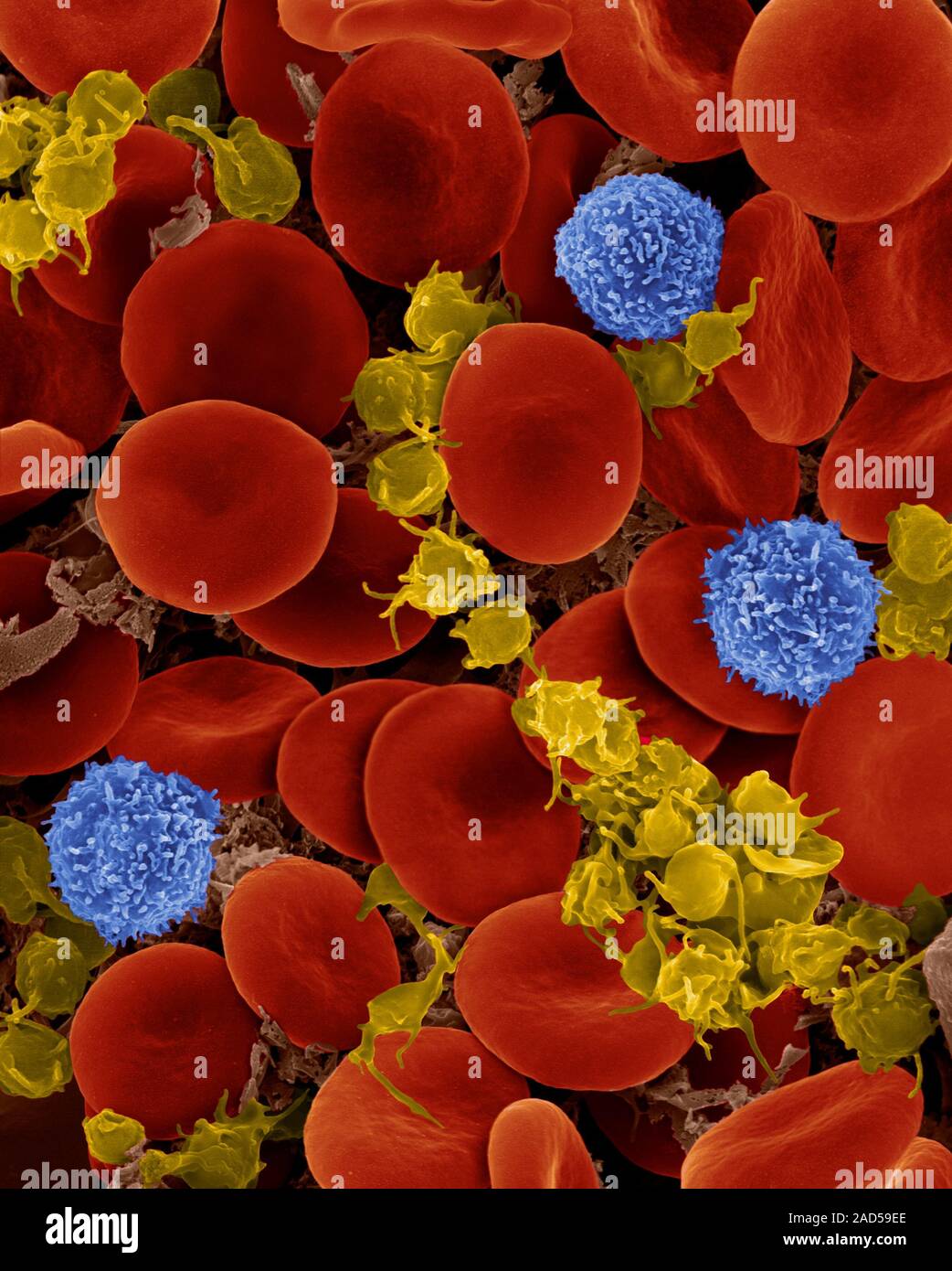 Human blood red blood cells, 3 Tlymphocytes and activated platelets
