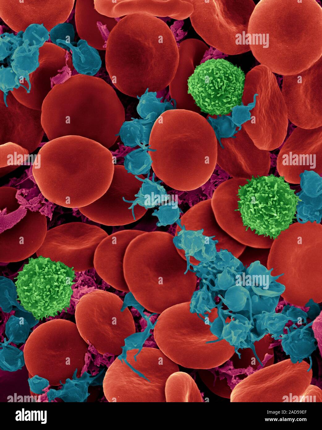 Human blood red blood cells, 3 Tlymphocytes and activated platelets