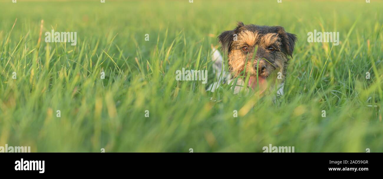 Small cute Jack Russell terrier hiding in high grass.  Cheeky dog stretches his head out of the grass Stock Photo