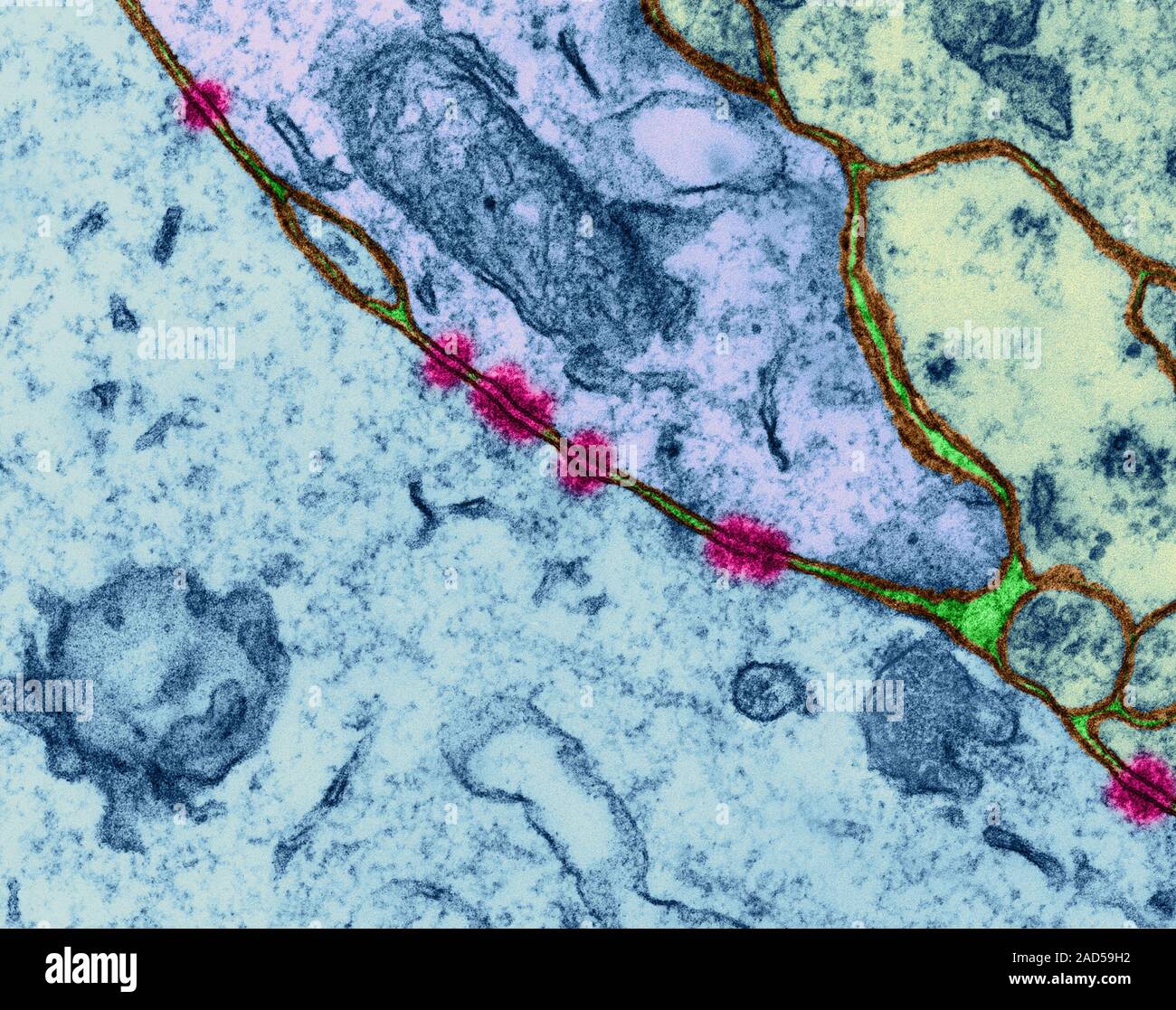 Zonula adherens (cell junctions) between neurons (central nervous