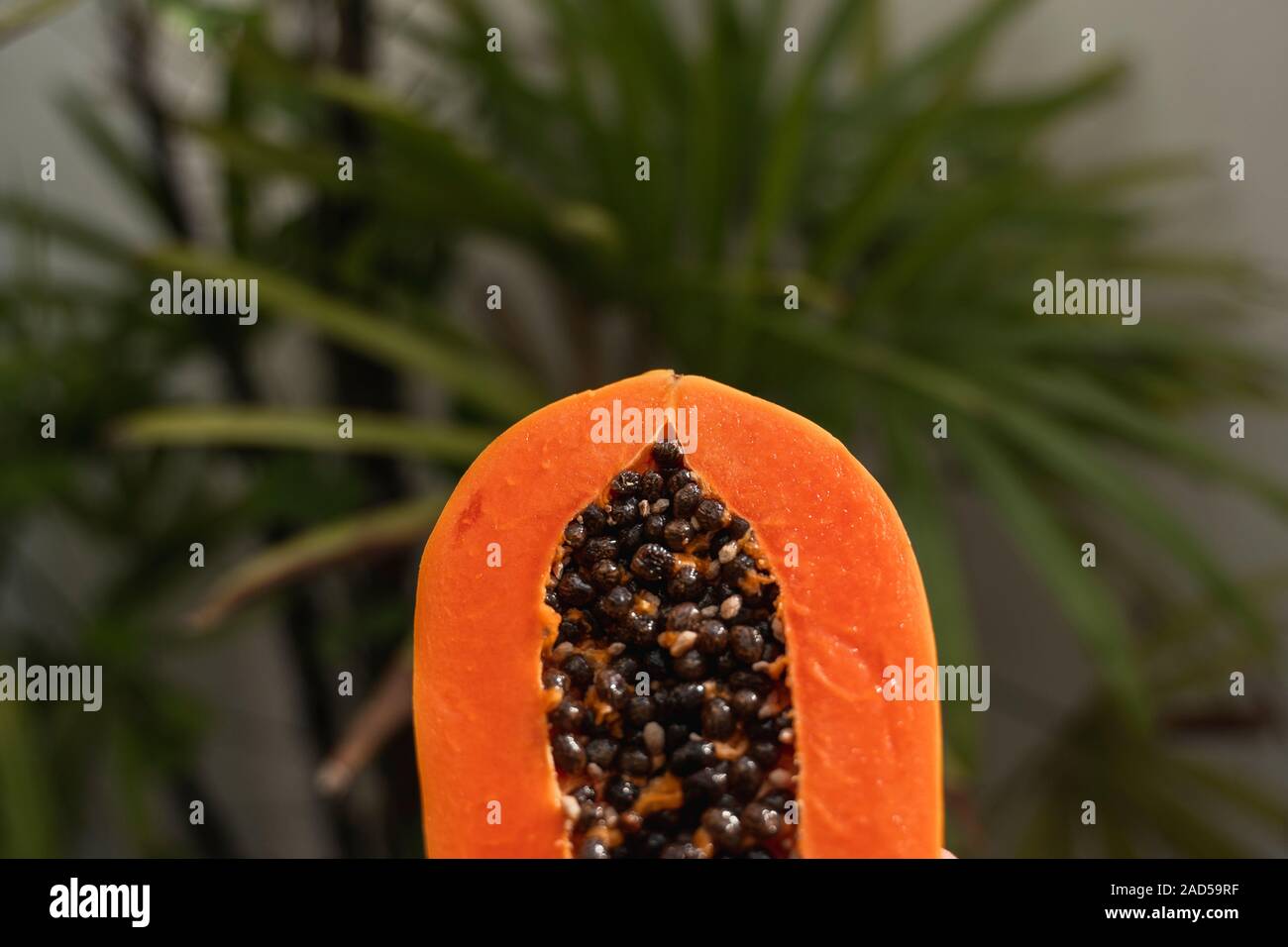 Half of ripe papaya with seeds with a green plants on background