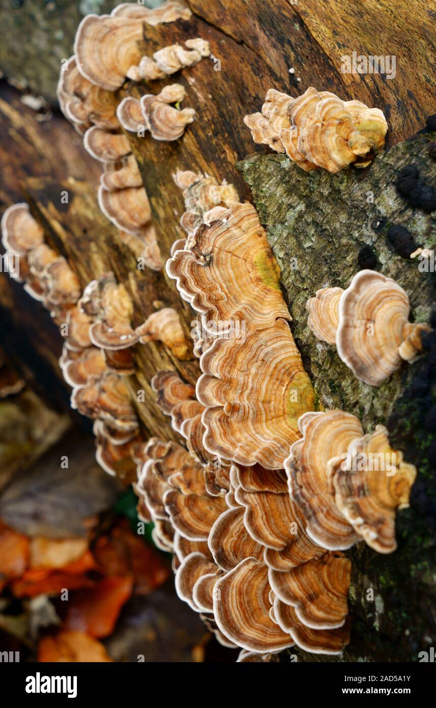 Turkeytail fungi Trametes versicolor growing on a dead tree. Stock Photo