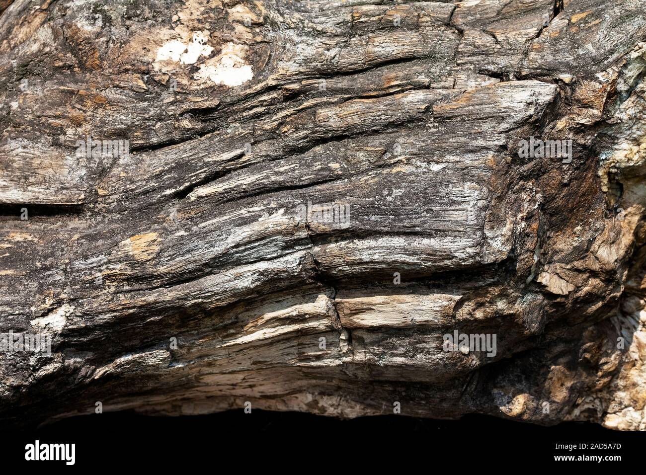 Surface of stone Silicified wood Stock Photo