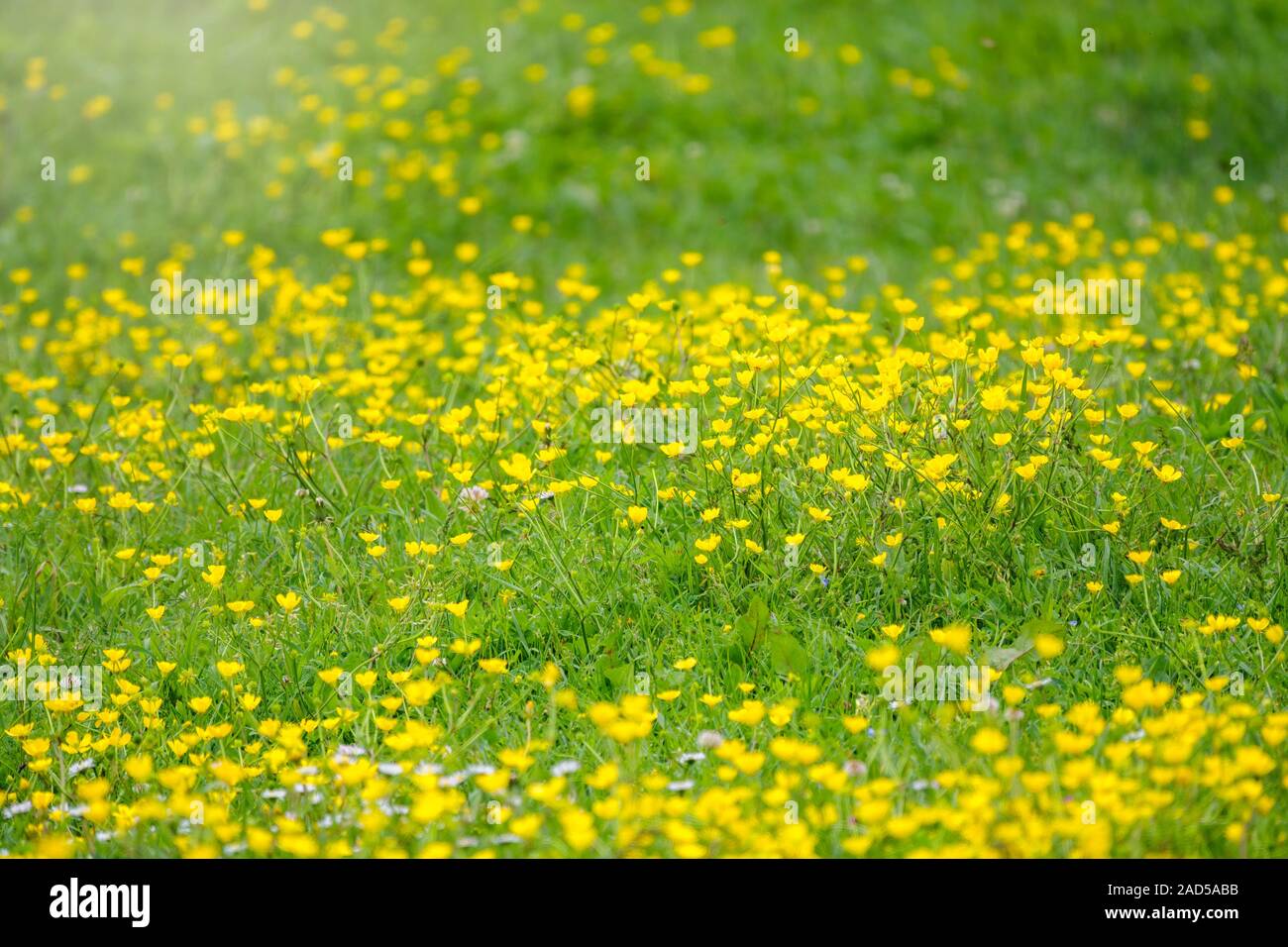 Green meadow with yellow wildflowers in the sunlight. Nature background ...