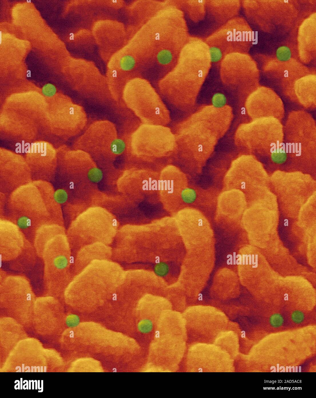 Rhinovirus, Cause Of The Common Cold (Picornaviridae Family, RNA Virus