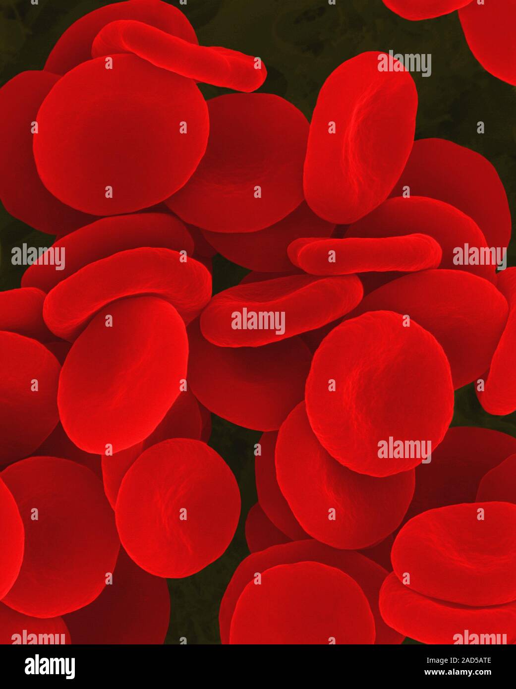 Human red blood cells in physiological isotonic saline solution (0.9