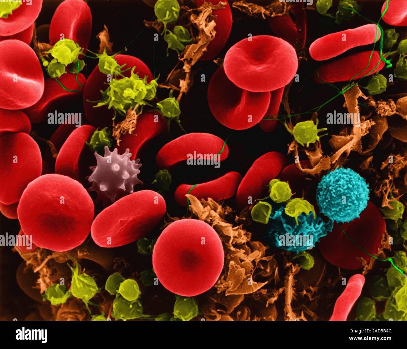 Human red blood cells, two T lymphocytes, activated platelets and ...