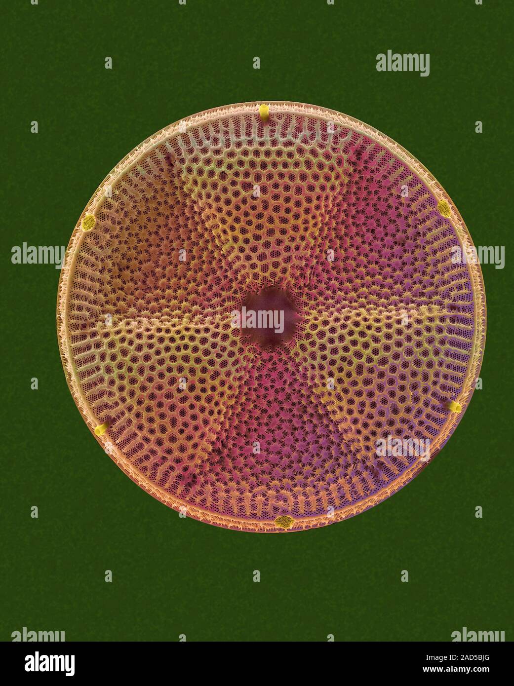 Coloured scanning electron micrograph (SEM) of centric fossil diatom ...