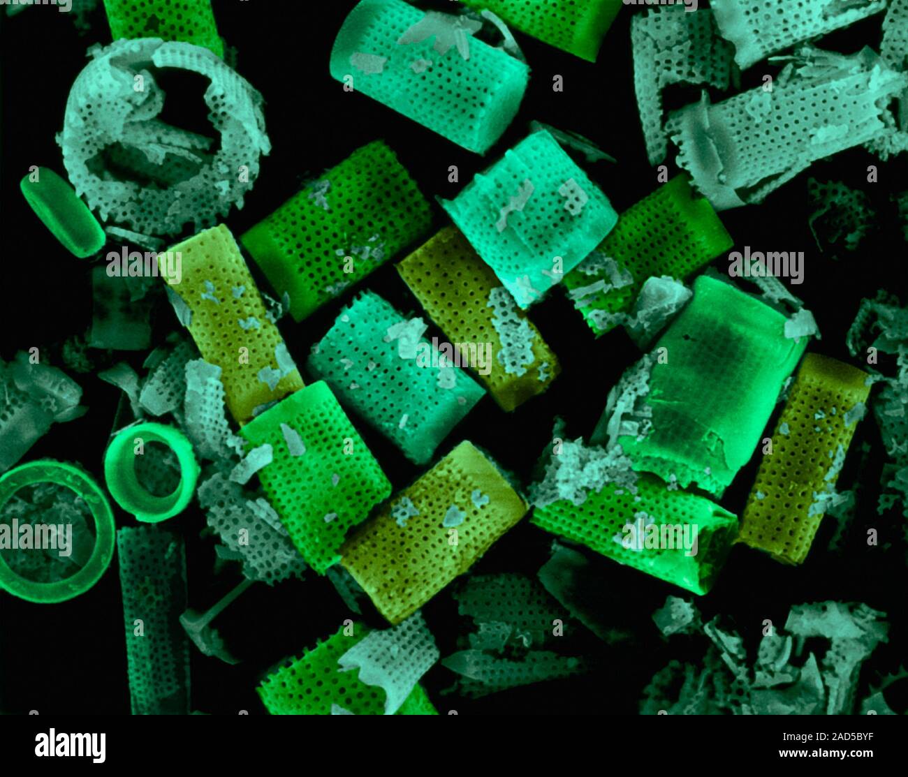 Coloured scanning electron micrograph (SEM) of diatomaceous earth ...