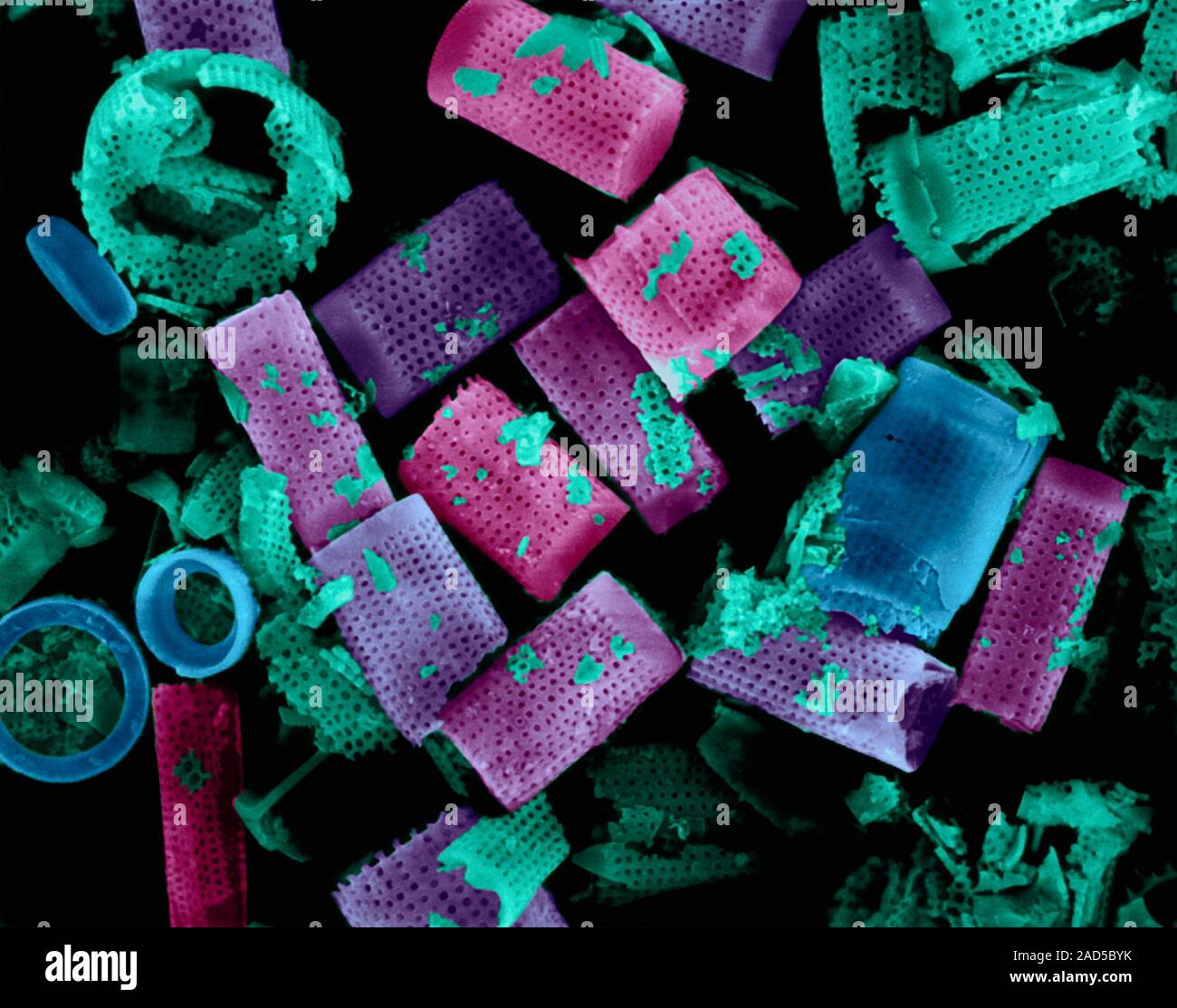 Coloured scanning electron micrograph (SEM) of diatomaceous earth ...
