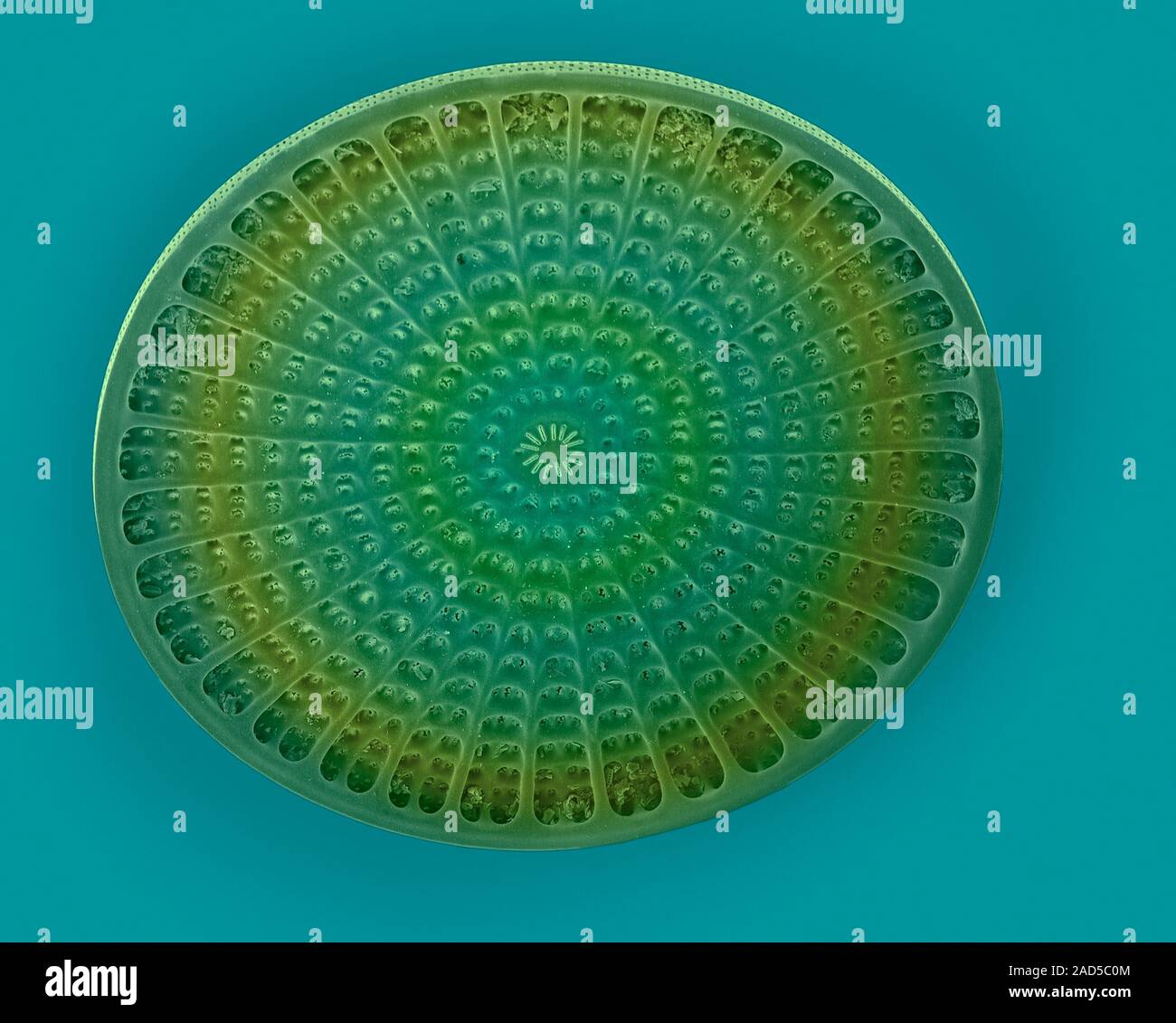 Coloured scanning electron micrograph (SEM) of marine centric diatom ...